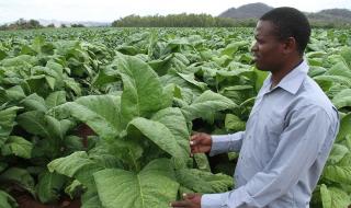 Zimbabwe Tobacco Farmer
